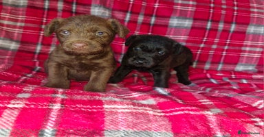 Patterdale Terrier dogs Patterdale terrier pups - Advert 9