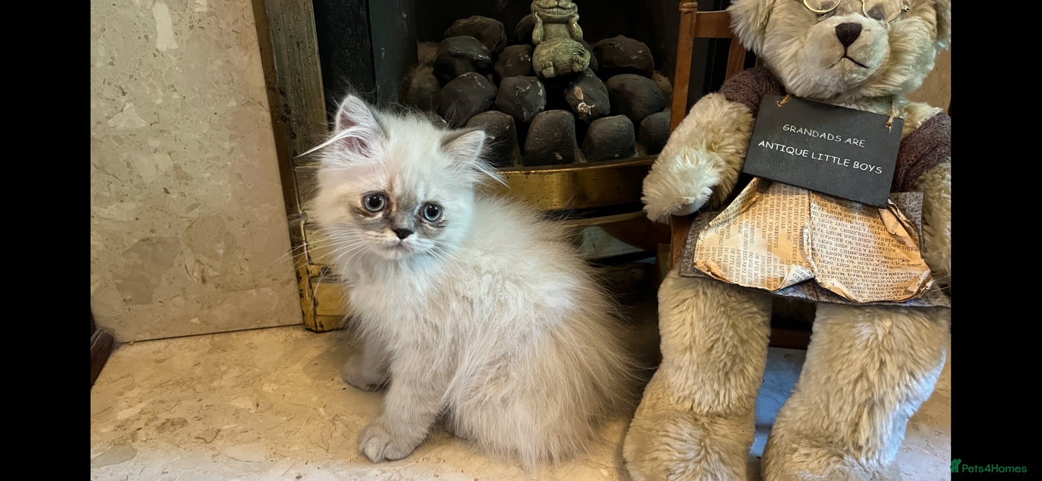 Persian cats READY NOW Fully vaccinated. 1 c/p Persian kitten  - Advert 2