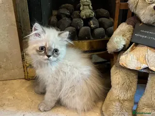 Persian cats READY NOW Fully vaccinated. 1 c/p Persian kitten - Advert 2