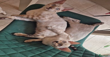 Bengal cats - Advert 10