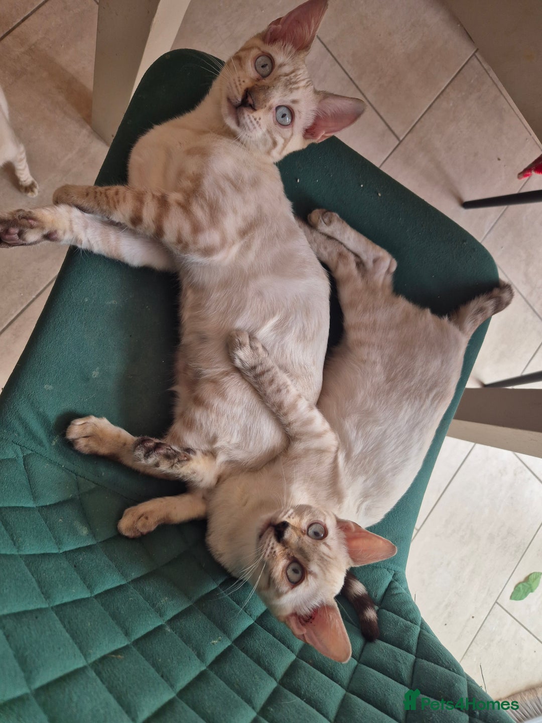 Bengal cats for sale: READY😍Snow bengal whit blue eyes💙last one LEFT  - Image 3