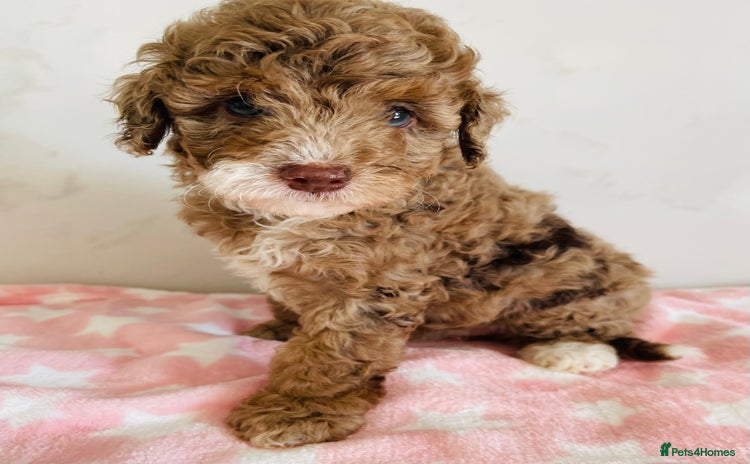 Cockapoo dogs - Advert 2