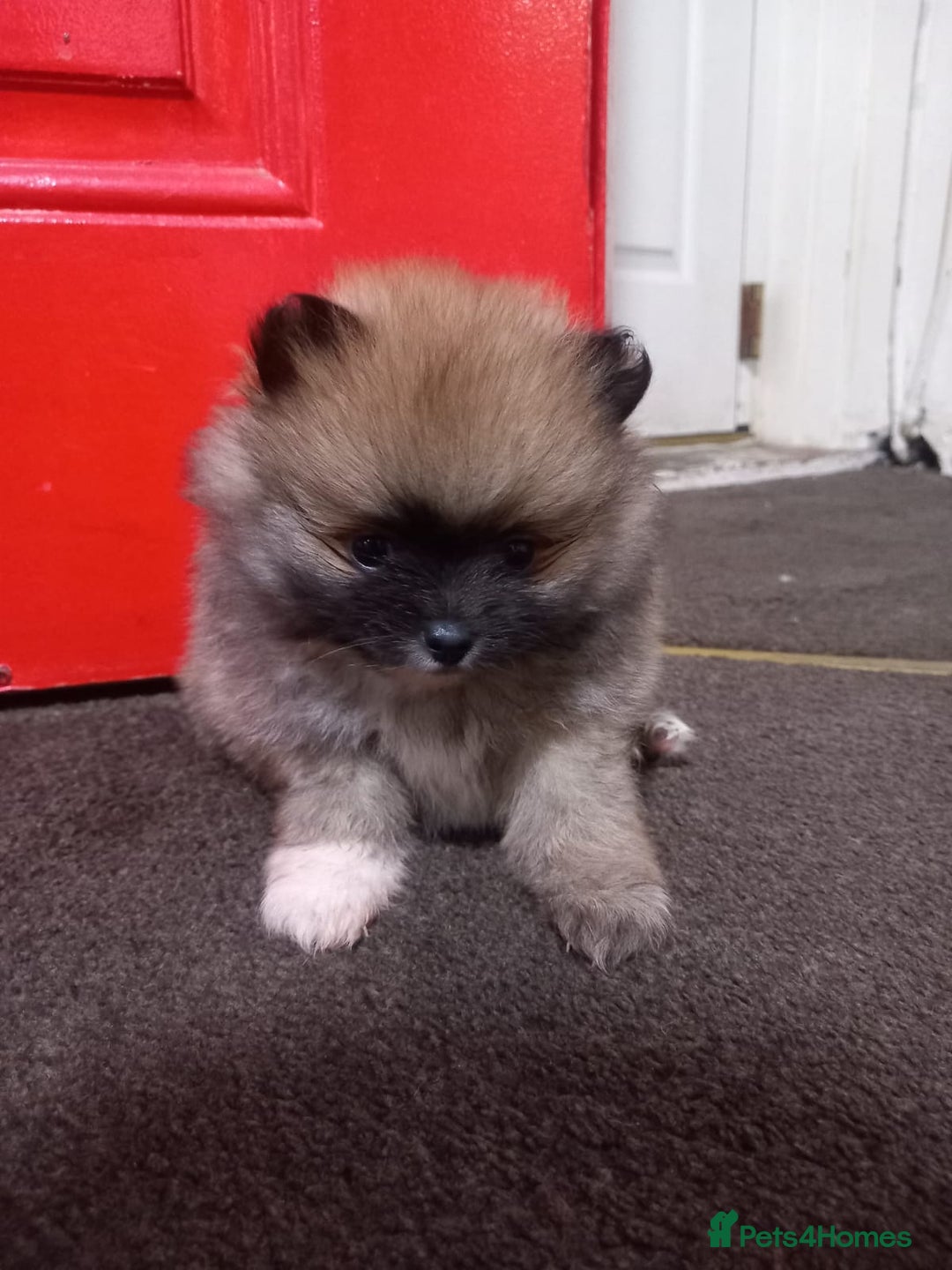 Pomeranian dogs for sale: Pomeranian puppy  - Advert 19