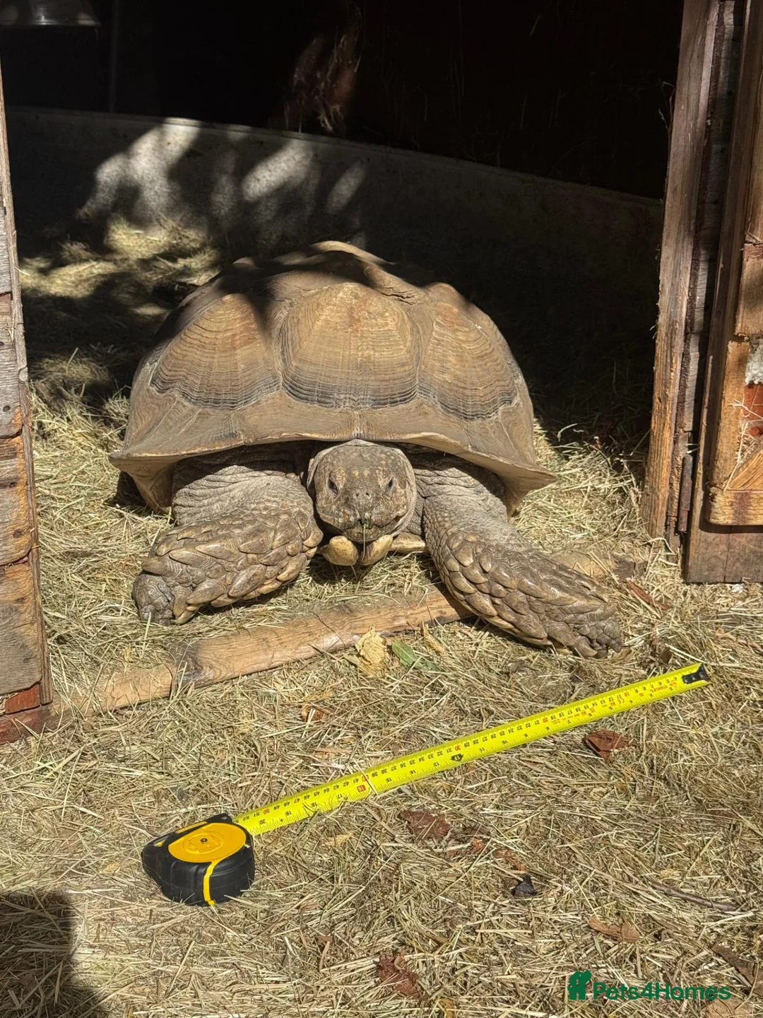 Tortoise reptiles for sale: Male Sulcata - Advert 2