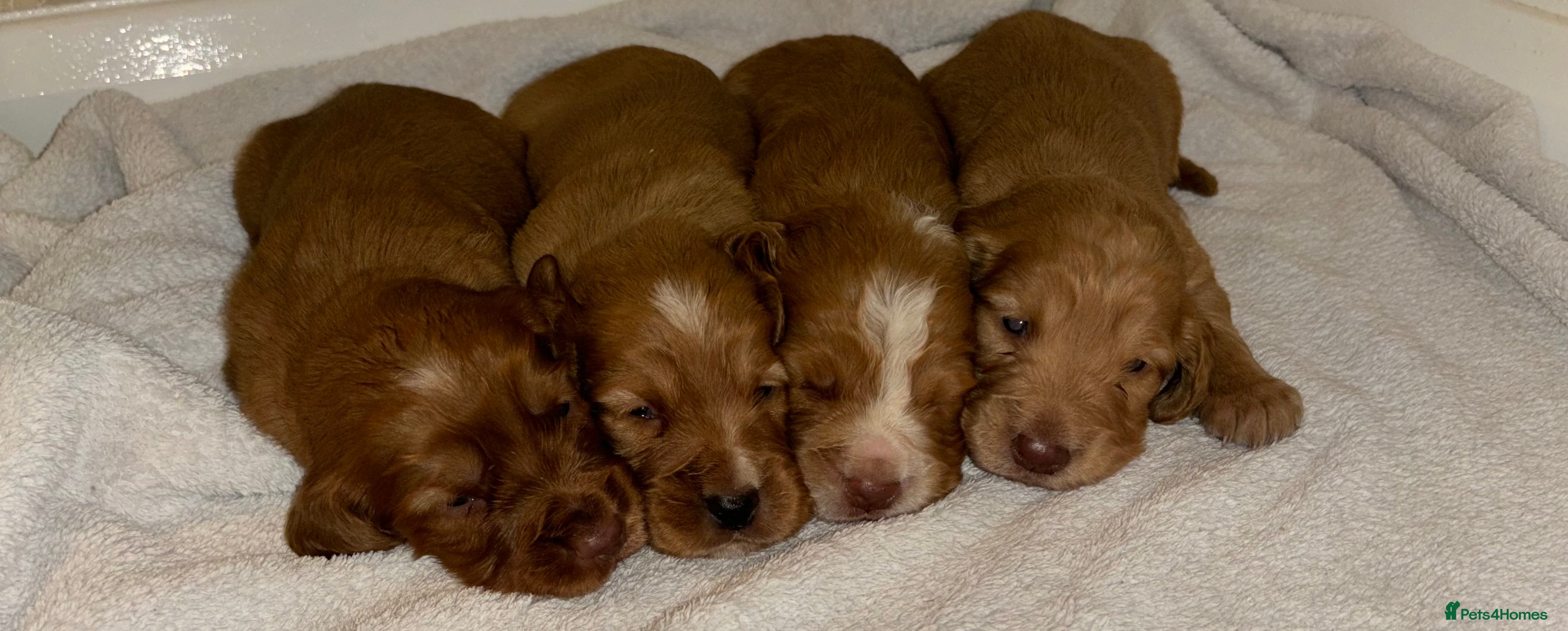 Cocker Spaniel dogs Working type cocker spaniel puppys - Advert 11