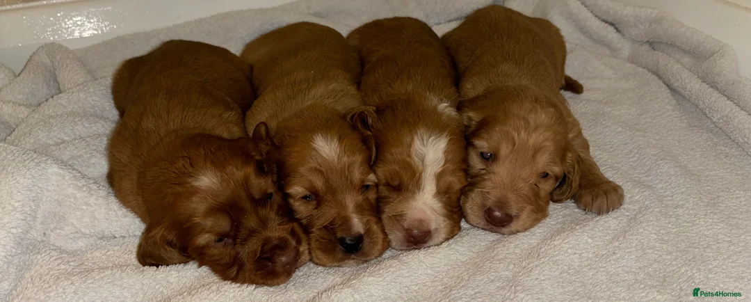 Cocker Spaniel dogs for sale: Working type cocker spaniel puppys - Advert 2