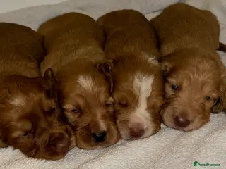 Cocker Spaniel dogs Working type cocker spaniel puppys - Advert 11