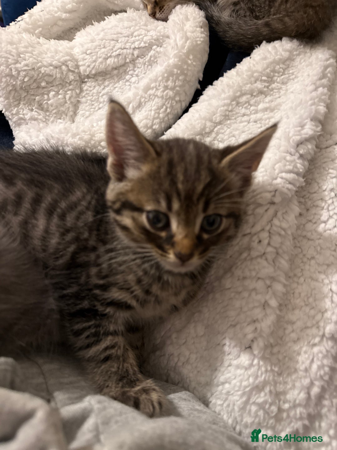 Domestic Shorthair cats for sale: Adorable, playful kitties ready for their homes - Image 3