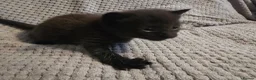 Mixed Breed cats for sale: 5 beautiful kittens  - Advert 9