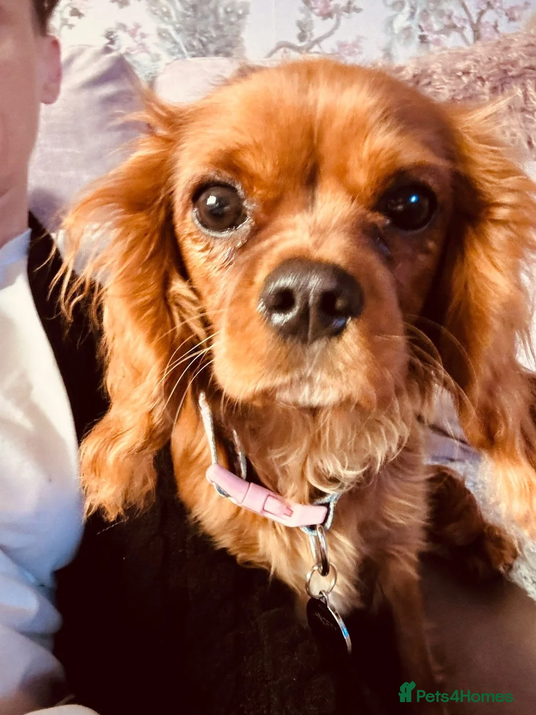 Cavalier King Charles Spaniel dogs for sale: Beautiful Ruby cavalier girl - Advert 2