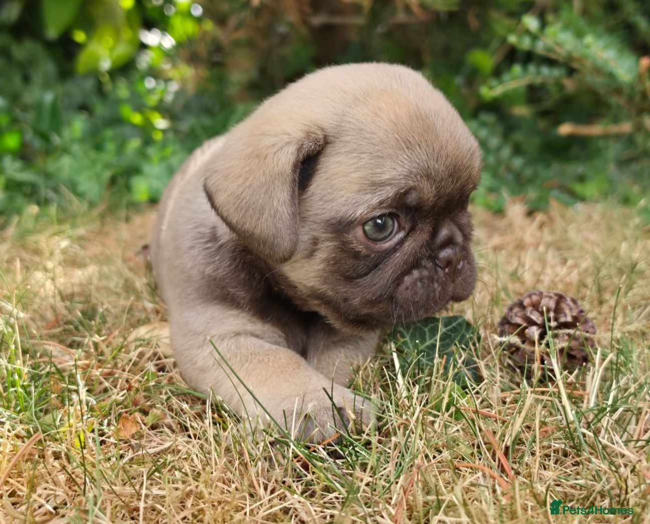 Pug dogs Final Choco Boy green eyes from Royal Blue Litter - Advert 1