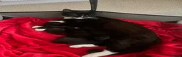 Mixed Breed cats for sale: Kittens looking for forever homes  - Advert 8