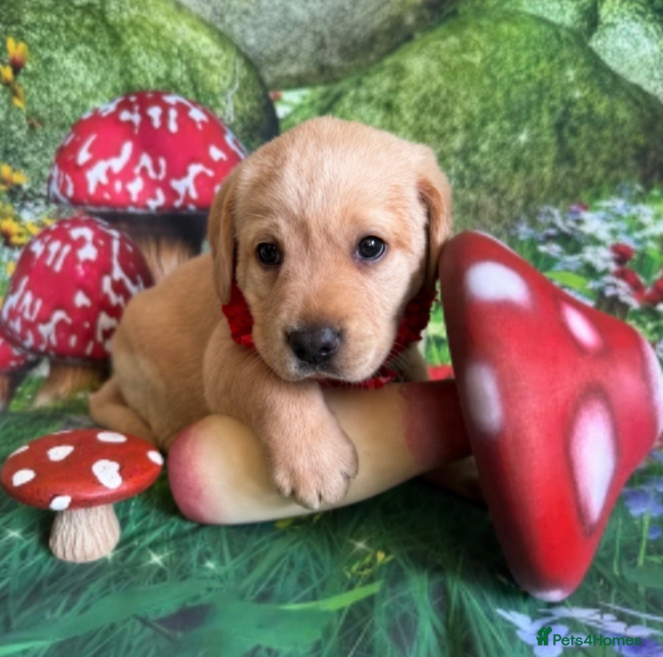 Labrador Retriever dogs KC puppy George with a 5 Star County Breeder  - Advert 2