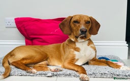 Bavarian Mountain Hound dogs for sale: Zoro needs a new home - Image 4