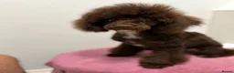 Miniature Poodle dogs for sale: Poodle Female in Basingstoke - Advert 1