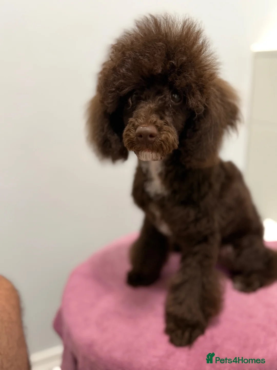 Miniature Poodle dogs for sale: Poodle Female in Basingstoke - Advert 1