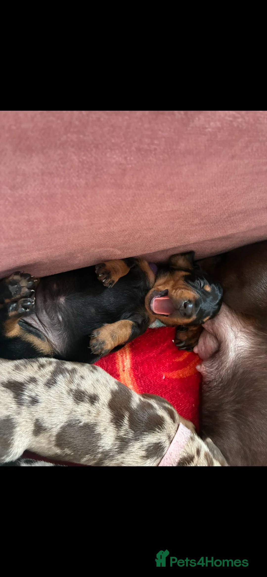 Miniature Dachshund dogs for sale: Gorgeous Minature Daschund Puppies  - Advert 5