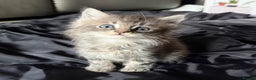 Maine Coon cats for sale: Maine Coon kittens  - Advert 11