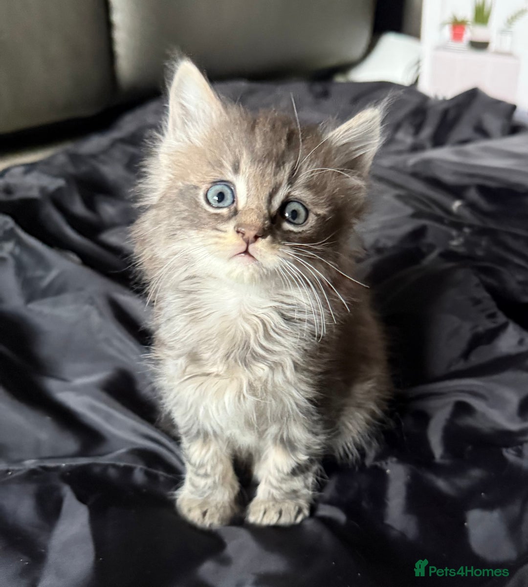 Maine Coon cats for sale: Maine Coon kittens  - Advert 11