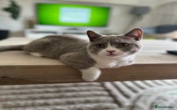 British Shorthair cats for sale: Beautiful BH Bicolour Kittens. Ready now! - Image 27