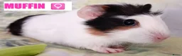 Guinea Pig rodents for sale: Muffin & Friends 🧁 – 6 Baby Guinea Pigs ❤️ - Advert 3