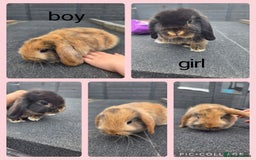 Mini Lop rabbits for sale: 2 mini lops  - Image 1