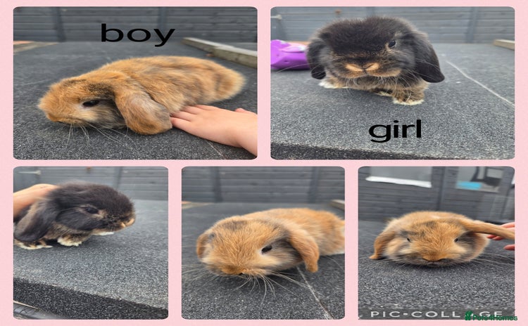 Mini Lop rabbits - Advert 4