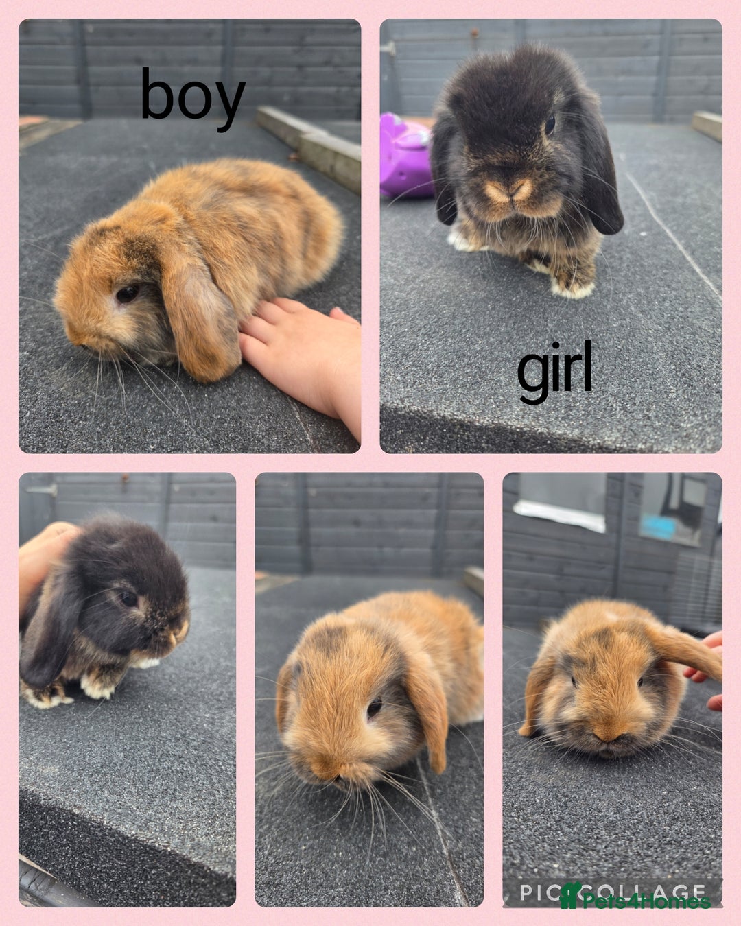 Mini Lop rabbits for sale: 2 mini lops  - Image 1