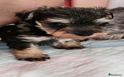 Schnoodle dogs for sale: 2 beautiful schnoodles  - Image 5