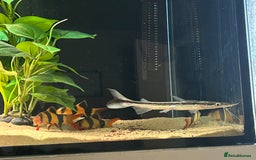 Catfish fish for sale: Loaches & Catfish - Image 1