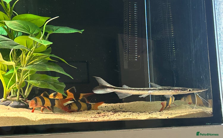 Catfish fish - Advert 1
