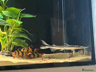 Catfish fish Loaches & Catfish - Advert 1