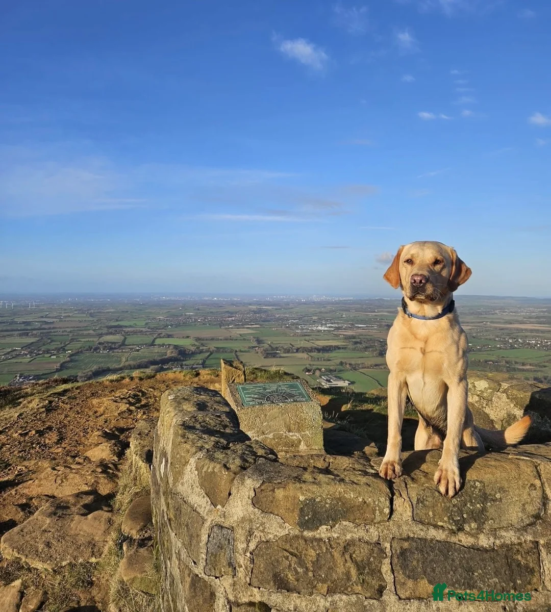Labrador Retriever dogs for stud: Miles (Labrador retriever for Stud) - Advert 1