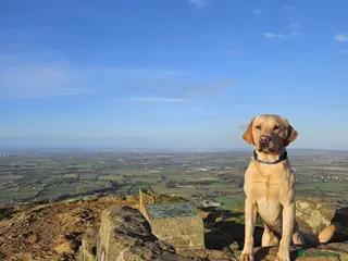 Labrador Retriever dogs Miles (Labrador retriever for Stud) - Advert 3