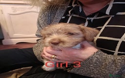 Norfolk Terrier dogs for sale: Norfolk Terrier Puppies  - Image 7