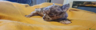 Chihuahua 1