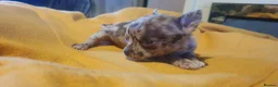 Chihuahua dogs for sale: Stunning chihuahuas  - Advert 15