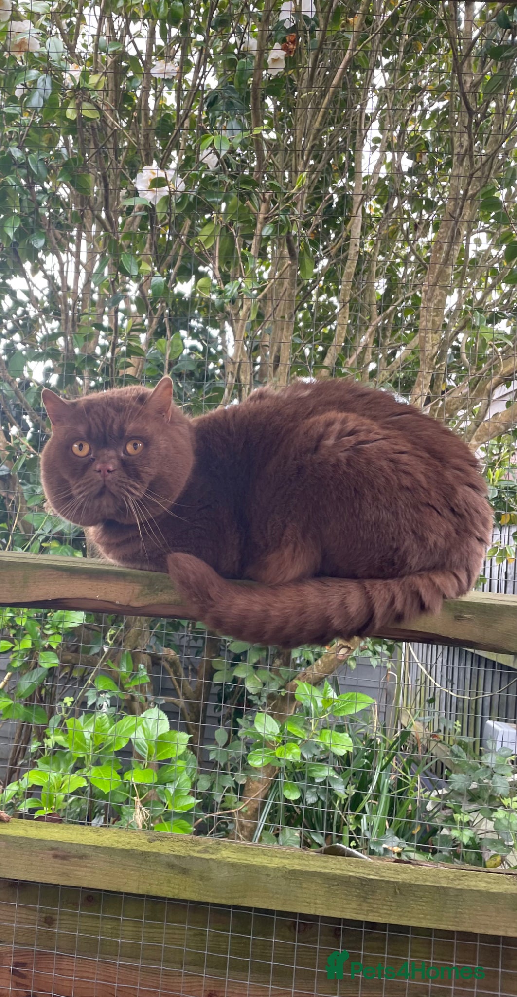 British Shorthair cats ACTIVE Handsome Cinnamon  Boy Russian Bloodlines  - Advert 1