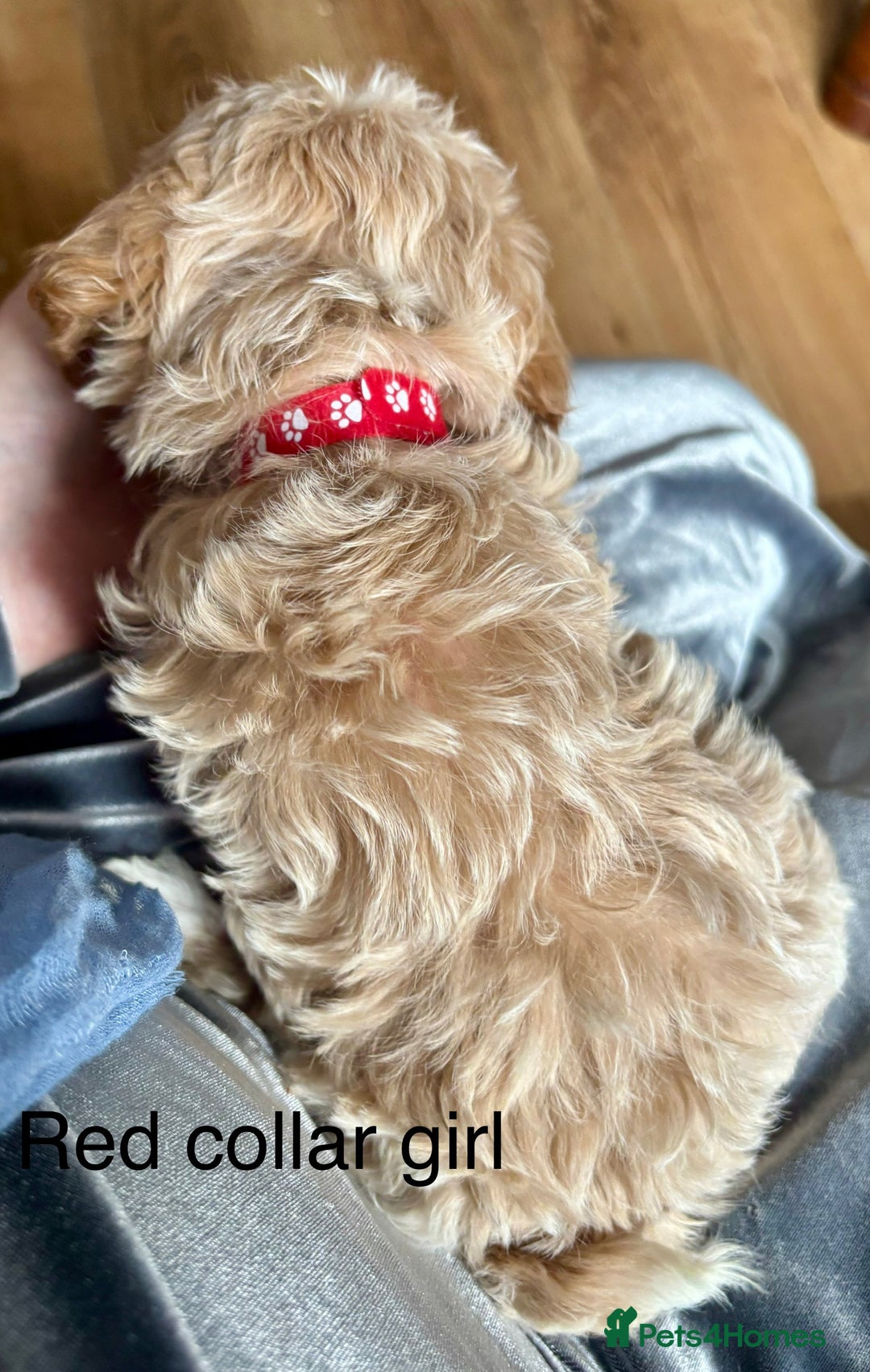 Cavachon dogs for sale: Super friendly, Litter trained Cavapoochon’s - Image 20