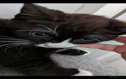 Mixed Breed cats for sale: A cute kitten named Kacper is looking for love - Image 3