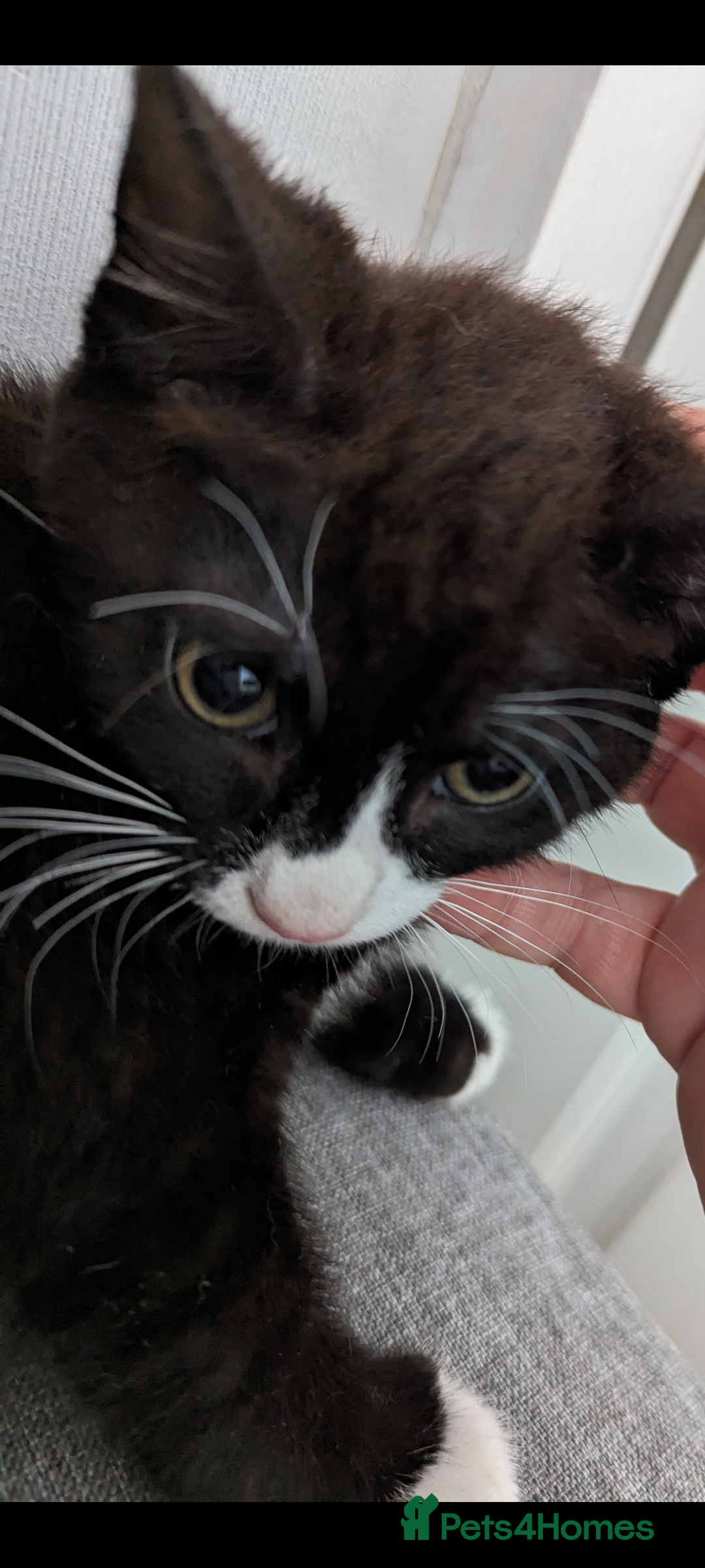 Mixed Breed cats for sale: A cute kitten named Kacper is looking for love - Image 3