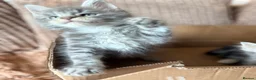 Maine Coon cats for sale: READY NOW. Tica registered mainecoon kittens - Advert 20