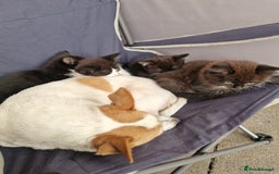 Maine Coon cats for sale: Maine Coon Cross  - Image 7