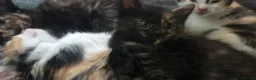 Mixed Breed cats for sale: Kittens for sale  - Advert 21