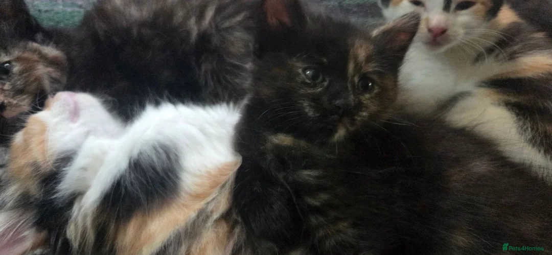 Mixed Breed cats for sale: Kittens for sale  - Advert 21