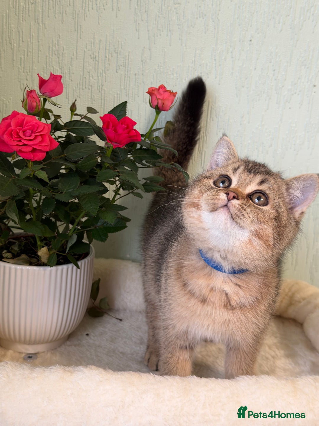 British Shorthair cats for sale: British shorthair Golden kittens TICA - Advert 1