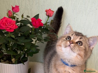 British Shorthair cats British shorthair Golden kittens TICA - Advert 18