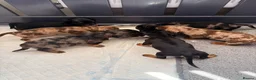 Miniature Dachshund dogs for sale: True beautiful tiny mini dachshunds puppies - Advert 6