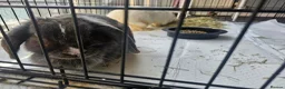 Mixed Breed rabbits for sale: 2 female rabbits for sale in Goole - Advert 7