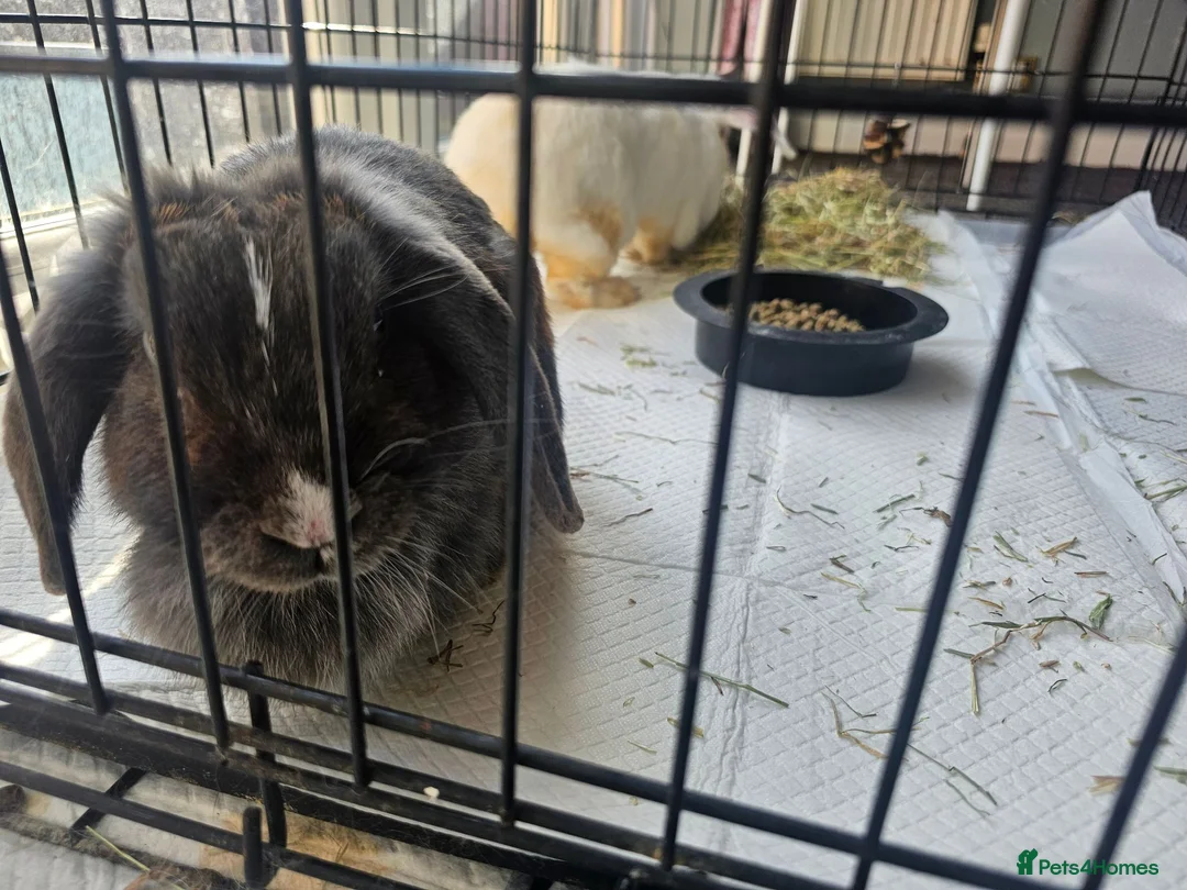 Mixed Breed rabbits for sale: 2 female rabbits for sale in Goole - Advert 7